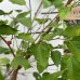 Moruša čierna (Morus nigra) ´MATSUNAGA (MOJO BERRY)´®- výška 100-120 cm, kont. C15L
